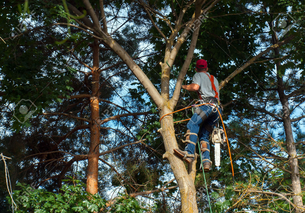 25538652-an-arborist-cutting-down-a-maple-tree-piece-by-piece